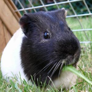 guinea pig in outdoor pen eating greens