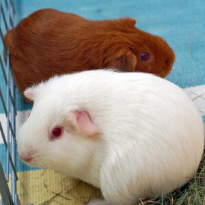 two guinea pigs side by side in an exercise pen