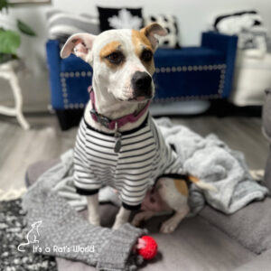 dog wearing striped shirt sits on floor by chair