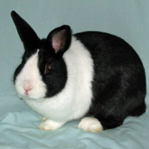 black and white Dutch rabbit sitting on blue background