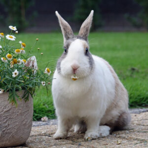 Dutch rabbit sitting on walkway outdoors beside a flowers in a pot