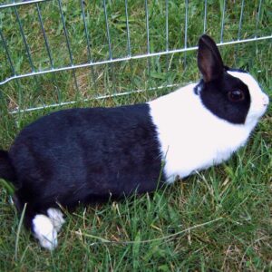 black and white Dutch rabbit lying down on grass in exercise pen