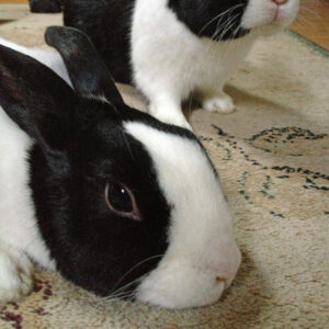 two Dutch rabbits standing on carpet indoors