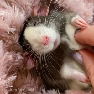 a rat lying on his back on fluffy, pink fabric being gently pet by fingers