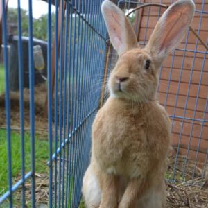 Flemish Giant rabbit in outdoor pen standing on hand legs