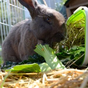 Flemish Giant rabbit in outdoor pen eating hay and greens