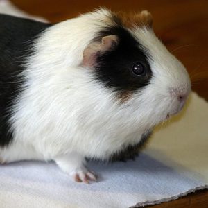 guinea pig standing