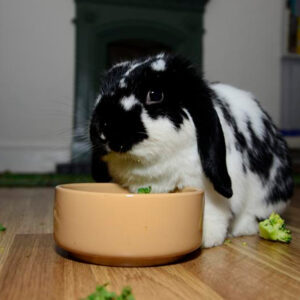 black and white Mini Lop rabbit sitting beside food bowl on floor