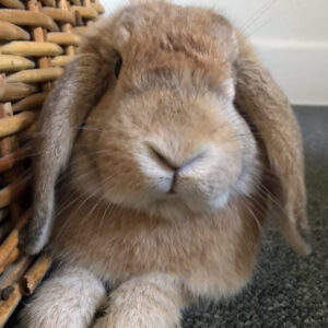 Mini Lop rabbit lying on floor beside wicker basket