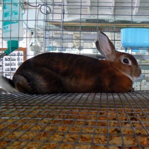 Mini Rex lying down in show cage