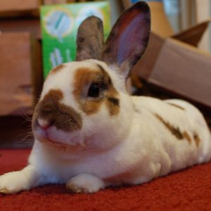 mini rex rabbit lying down