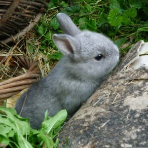 Netherland Dwarf rabbit outdoors by a rock