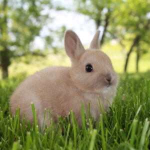 Netherland Dwarf rabbit sitting outside on grass