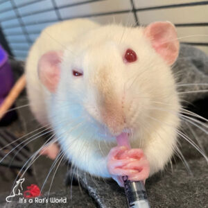 white rat in cage taking medicine from a syringe