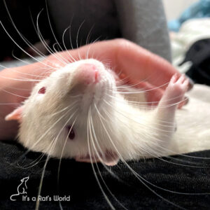 a white rat lounging on his back as fingers gently pet his tummy