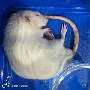 white rat curled up on the floor of a cage sleeping