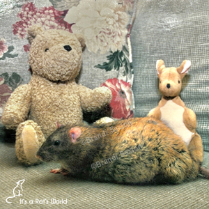 large rat lying beside stuffed animals