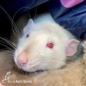 close up on fact of white rat 