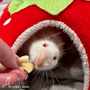  a rat in a fabric hideout being hand-fed a treat