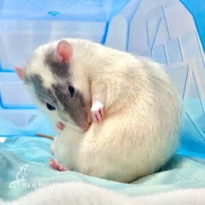 a rat sitting on a blanket and licking their fur to groom