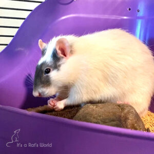 a rat standing in a litter box in a cage
