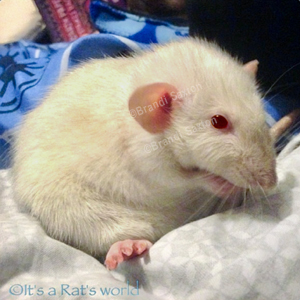 White rat sitting on fabric