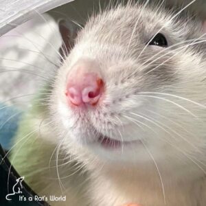 close up on face of a rat with porphyrin on nostrils
