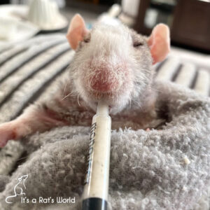A rat wrapped in a towel propped up so the rat can be given medicine via syringe
