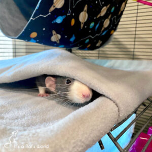 rat in cage peeking out from under a blanket