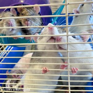 several rats inside a cage with a couple sniffing at the wire side
