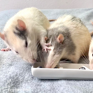 two rats eating, with one rat using a paw to try to push the other rat away from the food
