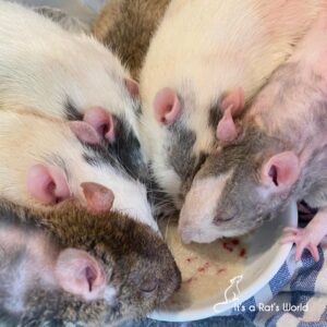 several rats surrounding a food bowl and eating from it