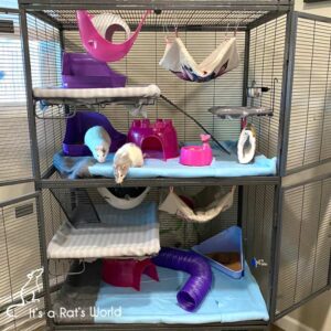 far view of rats in a spacious, well-ventilated cage
