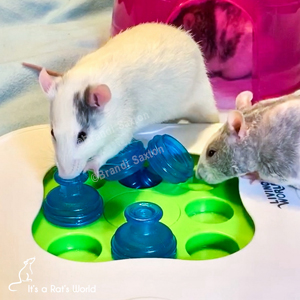 two rats climbing on a food puzzle toy
