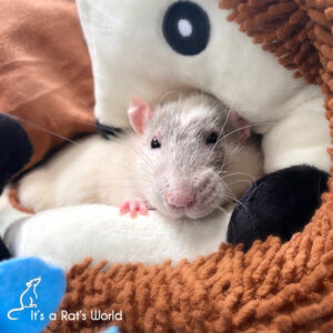 a single rat snuggled into a blanket