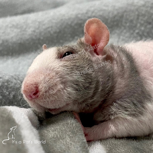 Rat lying down resting head on bunched up fabric