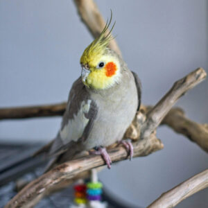 cockatiel on perch above cage