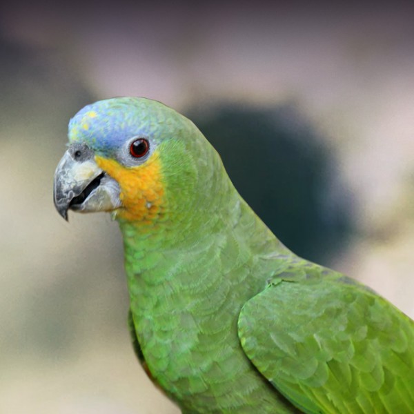 Orange-Winged Amazon Parrot Personality, Food & Care – Pet Birds