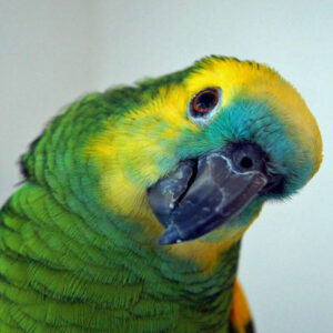 close up on head of blue-fronted Amazon that is tilting head to the side