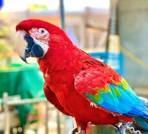 greenwing macaw on perch