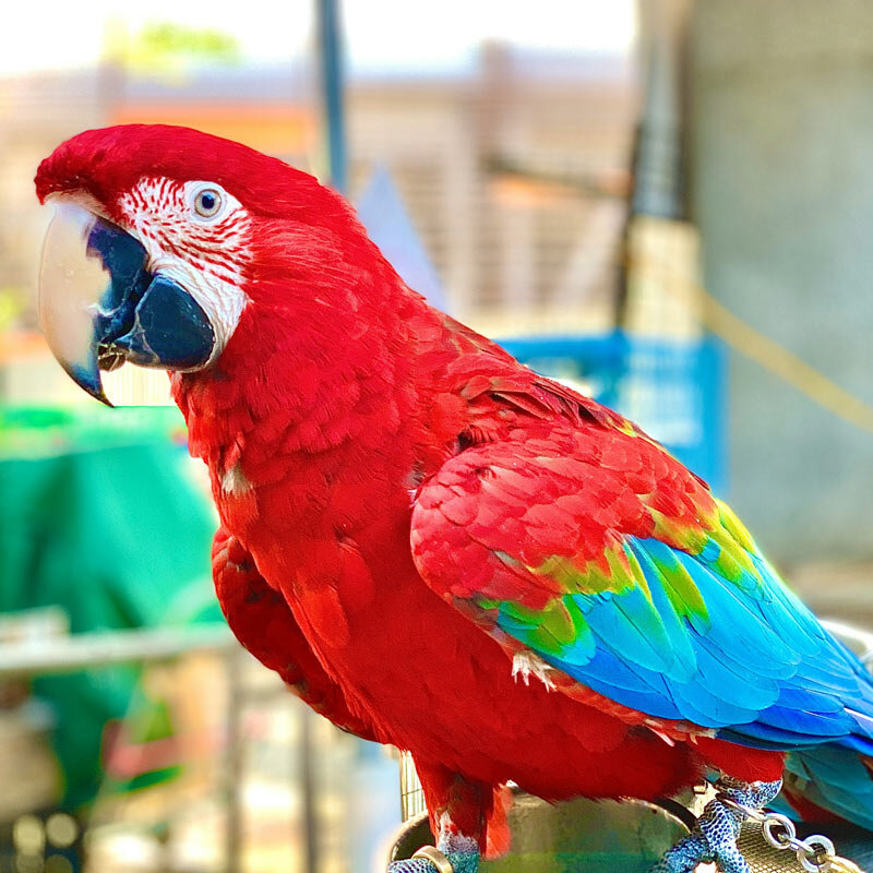FIFA World Cup Soccer Countries That Are Home to Parrots!