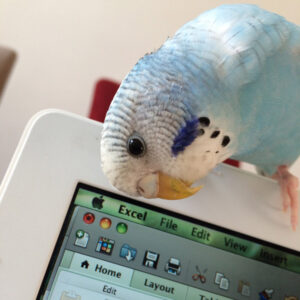 budgie perched on edge of laptop computer screen