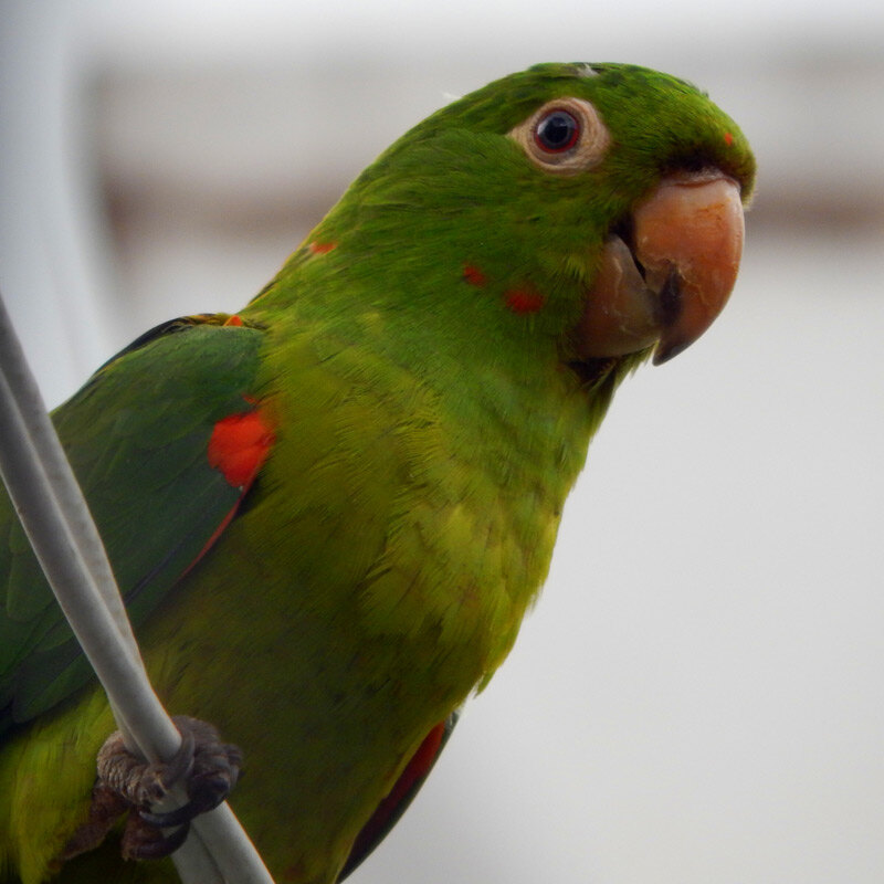 5 Ways Parrots Rule Our Roosts, Volume 2
