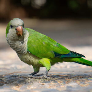Quaker parrot (aka monk parakeet) walking on cobbled ground
