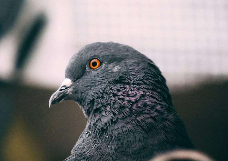 Pigeons Have a Navigation Tool We Never Expected