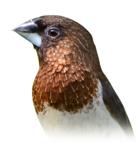 Finch