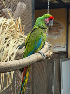 Lafeber’s Conservation Spotlight June 2026: Saving Mexico’s Military Macaws