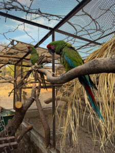 Lafeber’s Conservation Spotlight June 2026: Saving Mexico’s Military Macaws