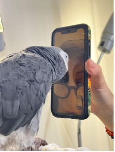 grey parrot Griffin connects with Dr. Pepperberg on Facetime call