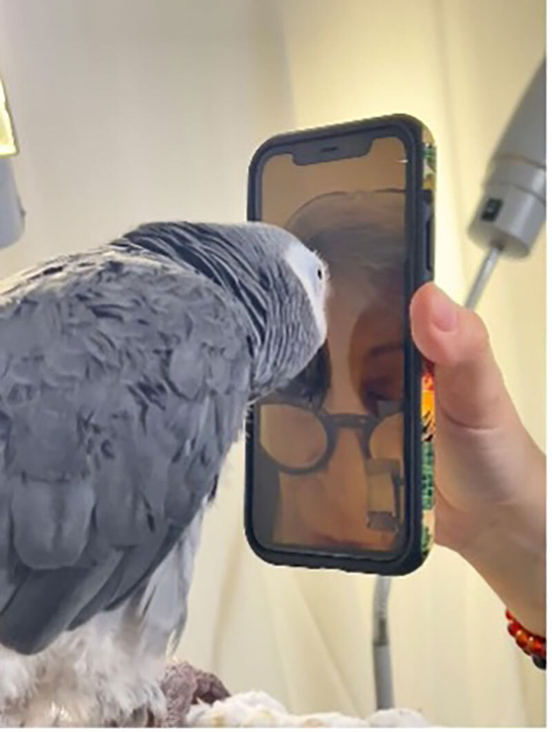 Inside Dr. Pepperberg’s Lab: Video Calling with Griffin